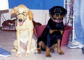 album de familia